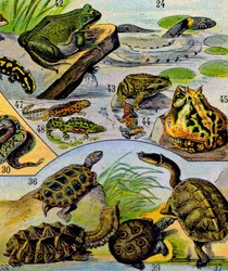 Illustration de reptiles et d