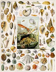 Illustration de coquillages vers 1923