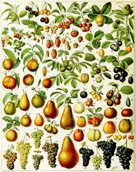 Illustration de fruits vers 1923