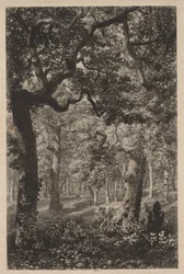 Dans les bois