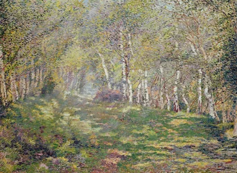 Bouleaux argentés