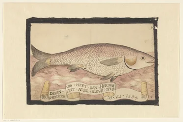 Mulet gris à tête plate