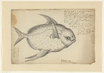Poisson-lune (Lampris guttatus)