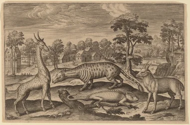 Une girafe, un caméléon, une civette et une antilope