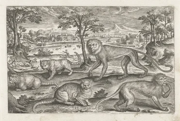 Singes et chats