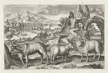 Bouc et moutons