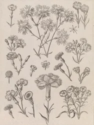 Jonquilles
