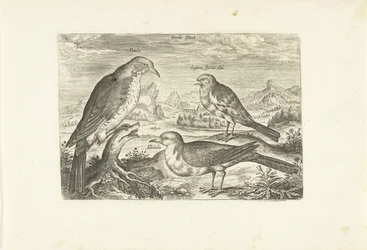 Trois oiseaux dans un paysage