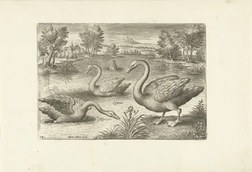 Trois cygnes dans un étang (Oiseaux)