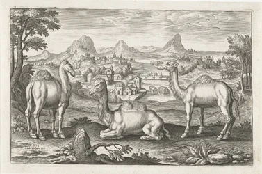 Dromadaires et un chameau