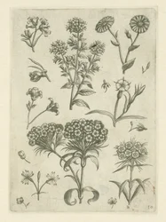 Millepertuis et autres fleurs
