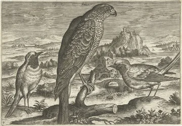 Quelques oiseaux dans un paysage