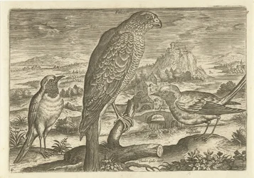 Quelques oiseaux dans un paysage