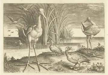 Quelques oiseaux aquatiques au bord de l