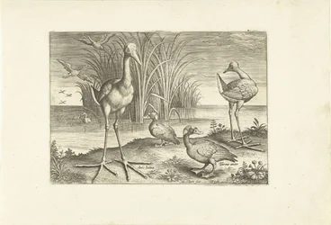 Enkele watervogels aan een oever