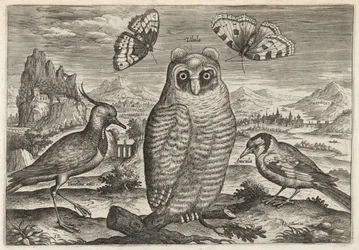 Vanneau, hibou moyen-duc et chardonneret
