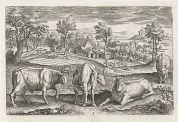 Bovins