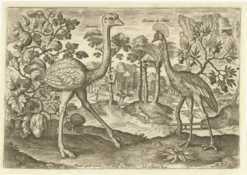 Deux oiseaux coureurs dans un paysage
