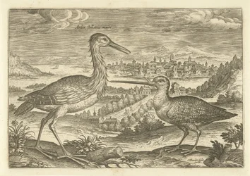 Deux oiseaux dans un paysage
