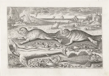 Deux phoques et deux poissons sur la plage (Vissen, Piscivm vivae icones)