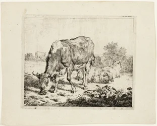 Taureau broutant et trois moutons