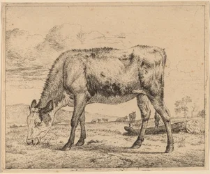 Veau broutant