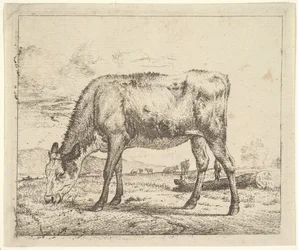 Veau broutant, des Différents Animaux, 1658