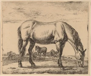 Cheval broutant