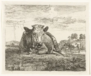 Vache couchée
