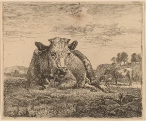 Vache couchée