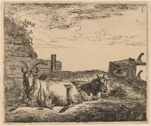 Chèvres couchées