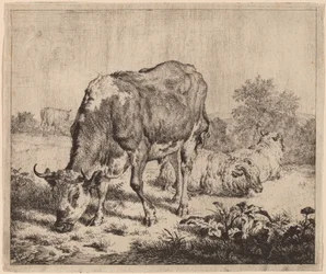 Taureau tacheté et trois moutons