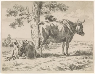 Deux vaches près d