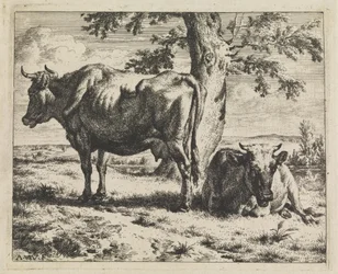 Deux vaches sous un arbre