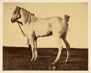 [Cheval]