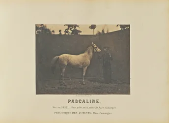 Pascaline