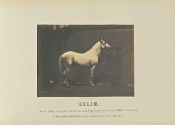 Selim