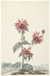 Une bergamote rouge dans un paysage