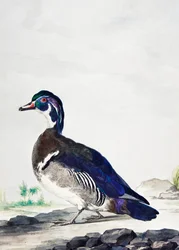Un canard