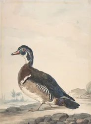 Un canard, 1725-92