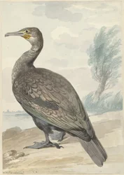 Cormoran