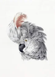 Tête de cacatoès