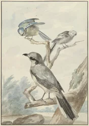 Trois oiseaux : une mésange à longue queue, une mésange bleue et une pie-grièche grise ou grande pie-grièche