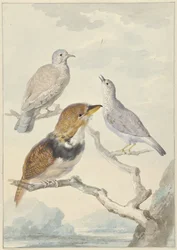 Trois oiseaux, deux colombes Incas et un coucou à collier