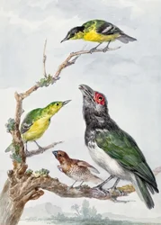 Quatre oiseaux différents sur une branche