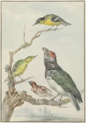 Quatre oiseaux différents sur une branche