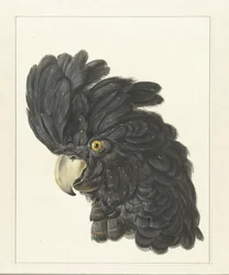 Tête de cacatoès; tête de perroquet (titre sur l
