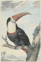 Toucan à bec rouge