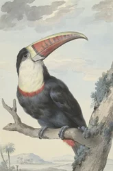 Toucan à bec rouge, 1748
