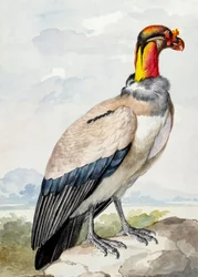 Oedicnème criard